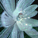 Flowerva Crystal Shinning "Baolian Lantern " Handmade DIY Flower